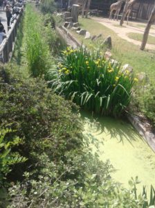 London Zoo water barrier at Giraffe exhibit showing Yellow Flag flowers and Duck Weed to stop evaporation. Giraffe legs in the distance. 