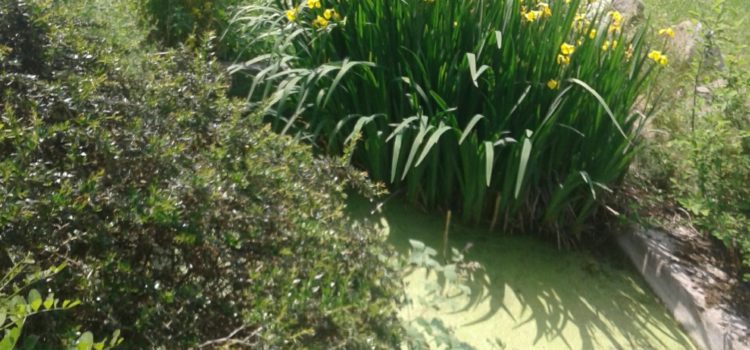 London Zoo water barrier at Giraffe exhibit showing Yellow Flag flowers and Duck Weed to stop evaporation. Giraffe legs in the distance.