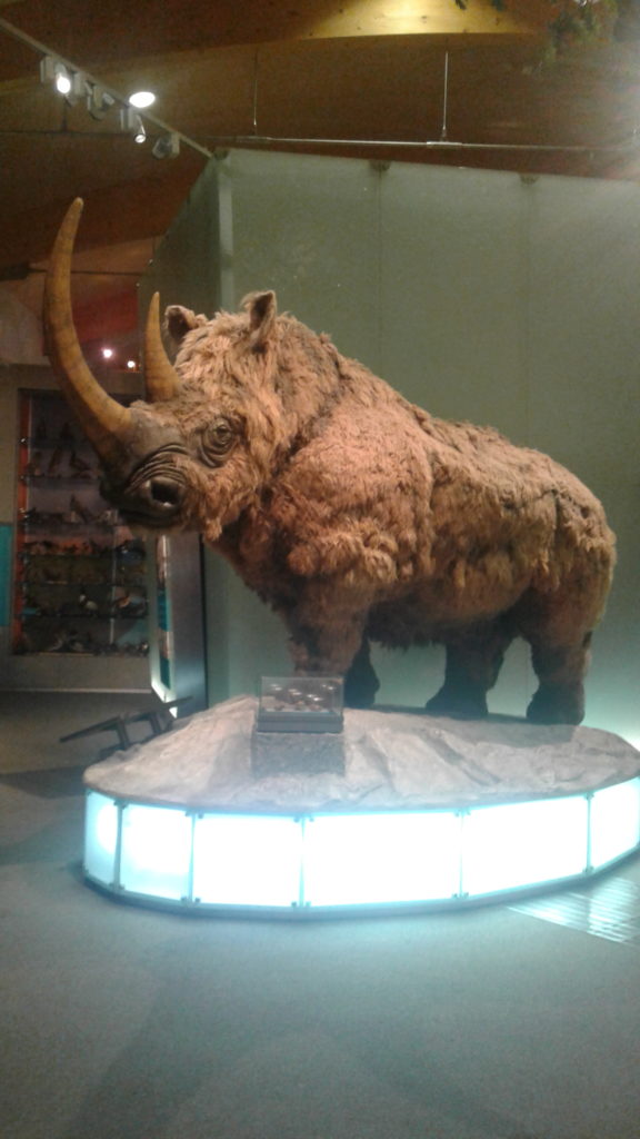 reconstruction of woolly rhinoceros marking the entrance to the natural history gallery. Standing tall and proud the rhino greets museum guests. 