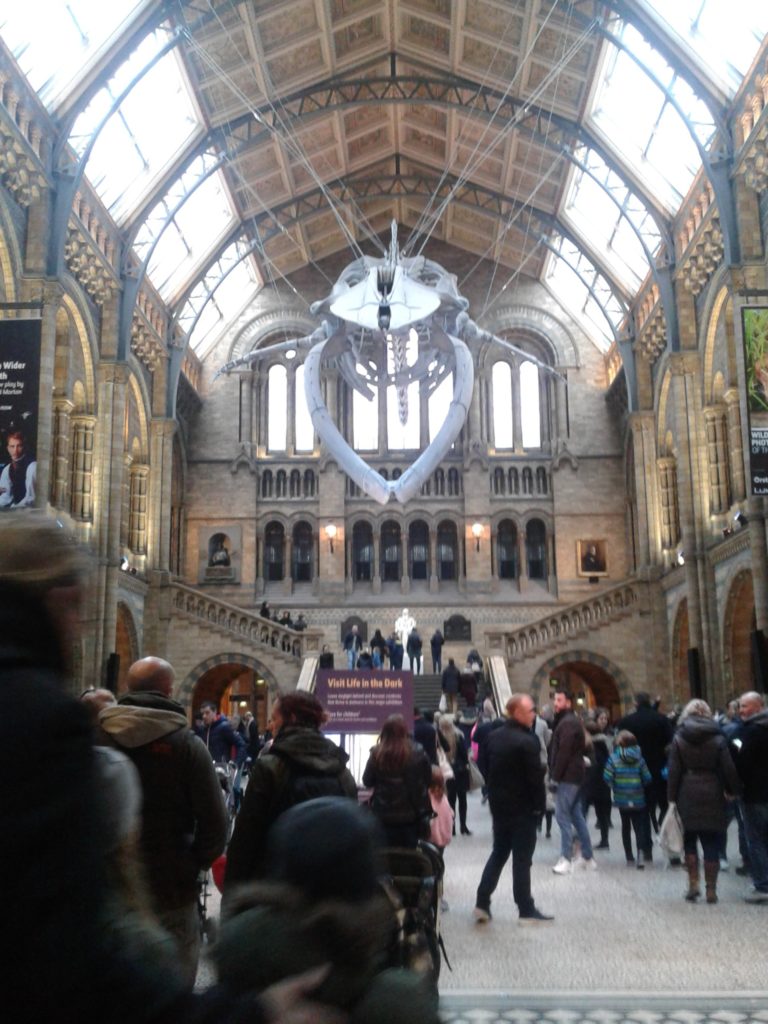 Blue wale suspended from Atrium ceiling at the Natural History Museum