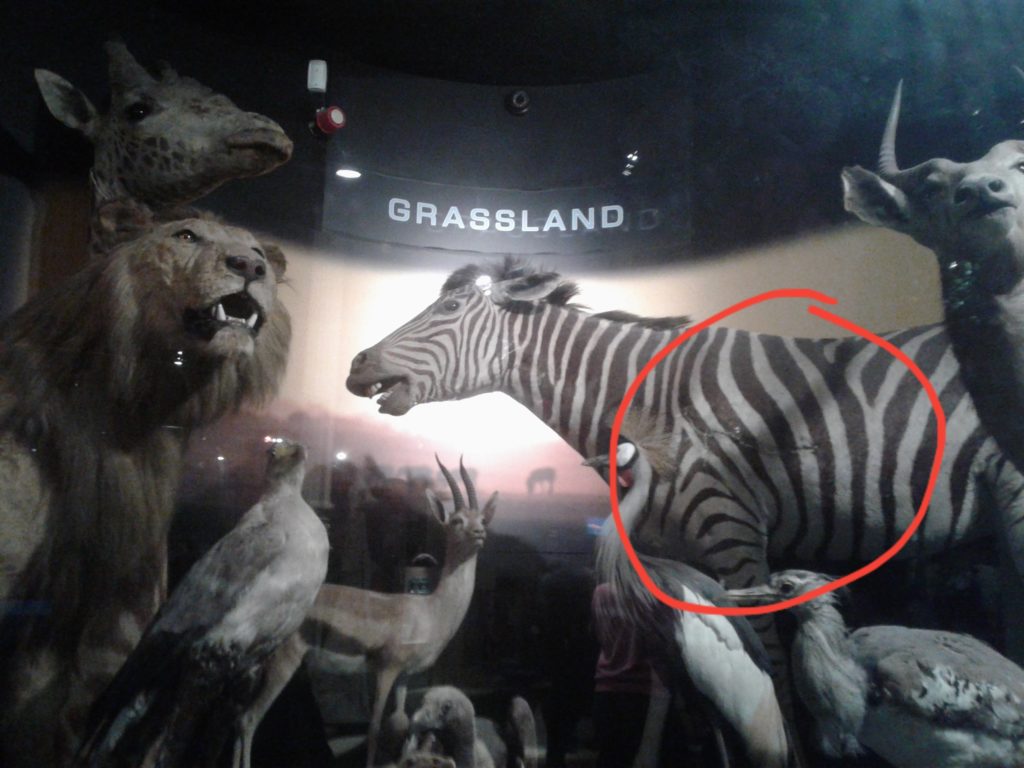 New Walk's Taxidermy zebra next to other African animals. Large visible cut circled in red in armpit area