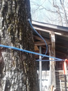 Section of Sugar Maple trunk with blue tap line running from a spigot, around the tree, and off in the direction of the next Sugar Maple in the line. 