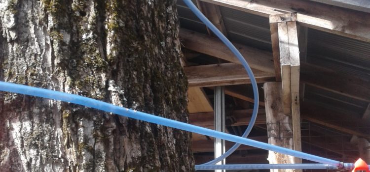 trunk of maple tree with tap line at Sandy Flat Sugar Bush