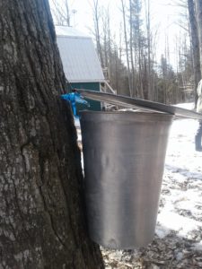 modern aluminium sap pot with modern rubber spigot dripping sap at Sandy Flat Sugar Bush