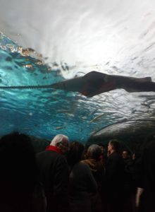 Large Ripley's Aquarium resident with saw-tooth apparatus. I am unsure what type of fish this is. bottom half of image full of guests looking around. 