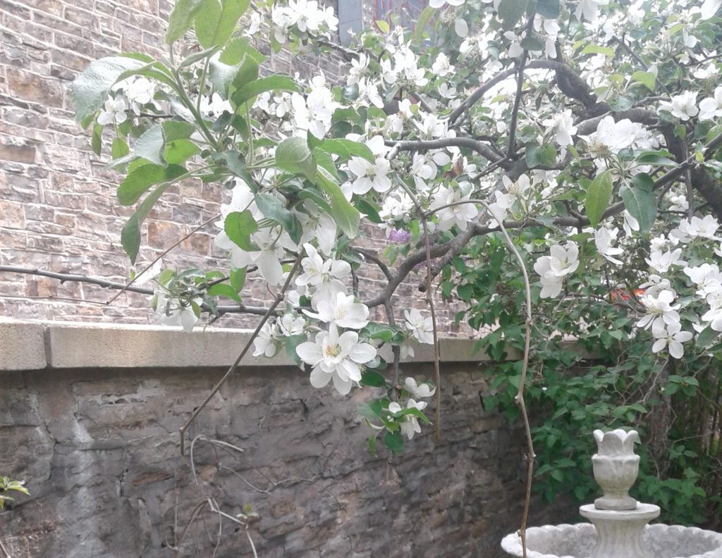 beautiful apple tree in Perth Museum court yard with a bee buzzing from flower to flower