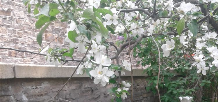 beautiful apple tree in Perth Museum court yard with a bee buzzing from flower to flower